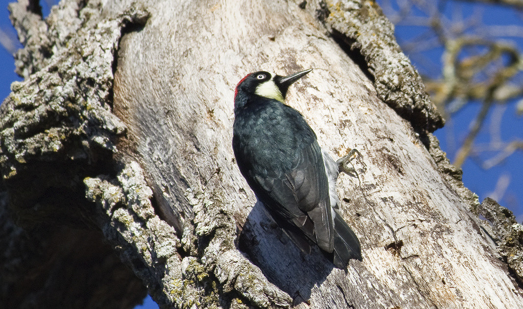 Acorn woodpecker perched on tree trunk