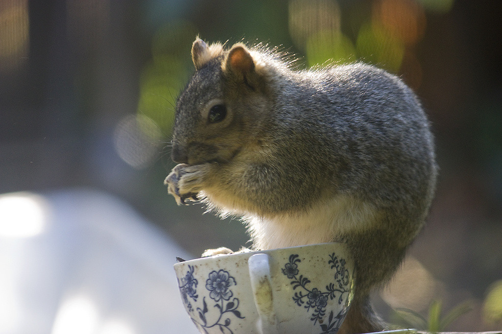 Squirrel in a tea cup bird feeder