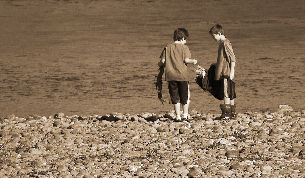 Boys collecting dead salmon on the American River