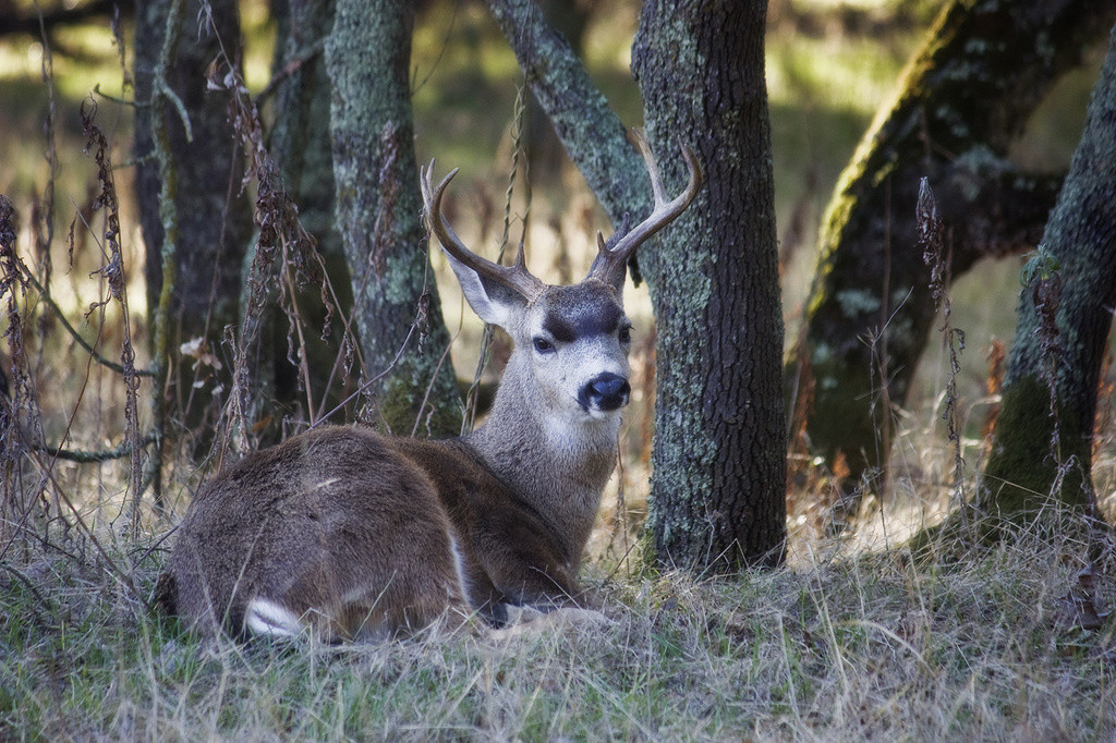 Black-tailed buck laying in grass