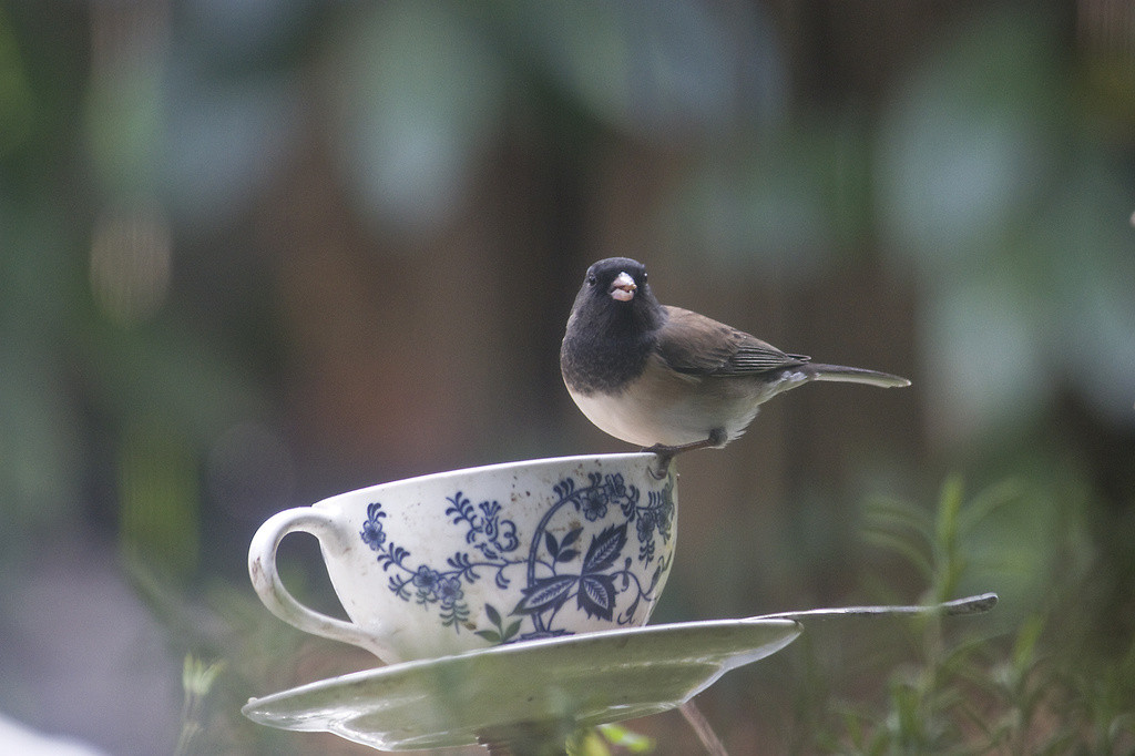 Junco perched on edge of teacup feeder