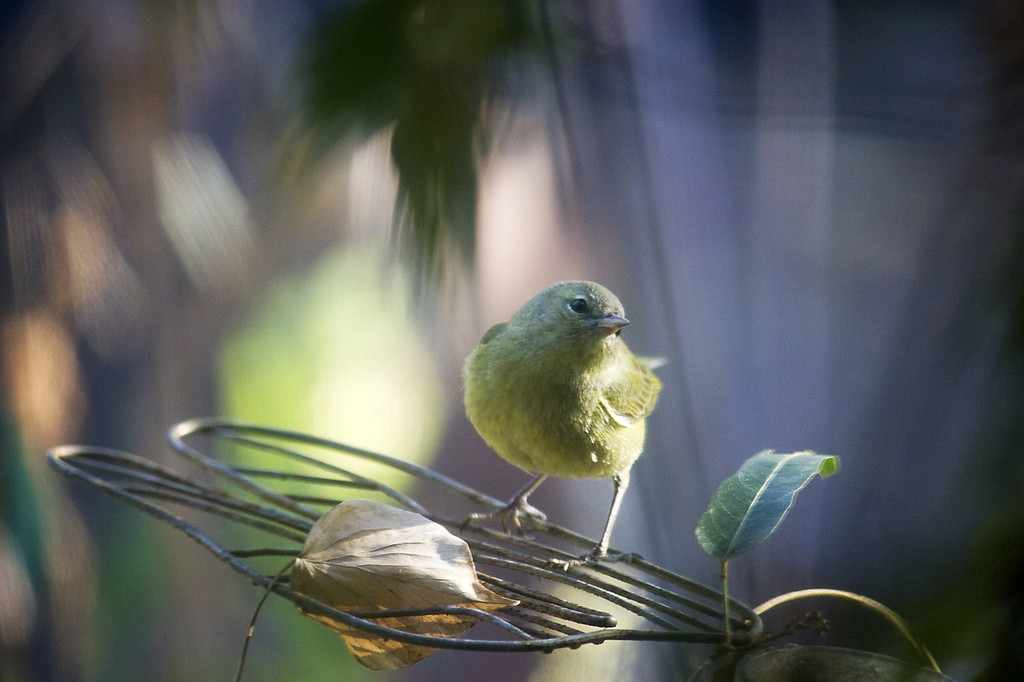 Yellow bird on metal garden sculpture