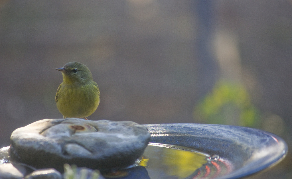 Small yellow bird: virio? Perched on water dish