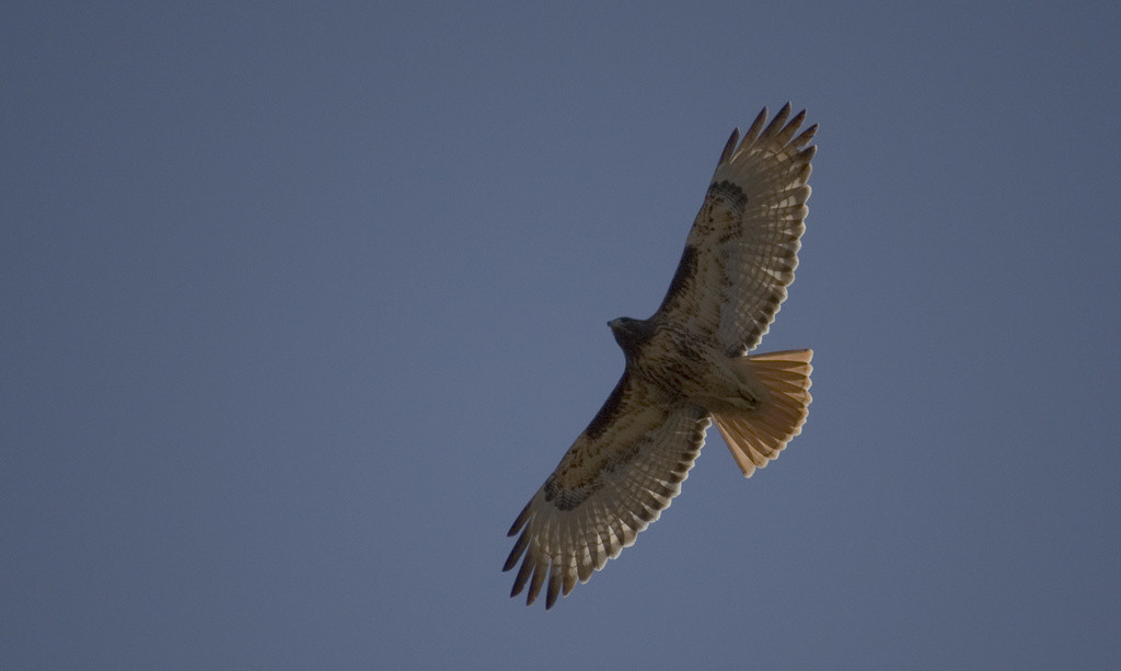 Hawk in flight, shot from below