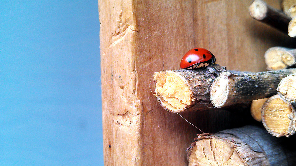 Ladybug in a bughouse