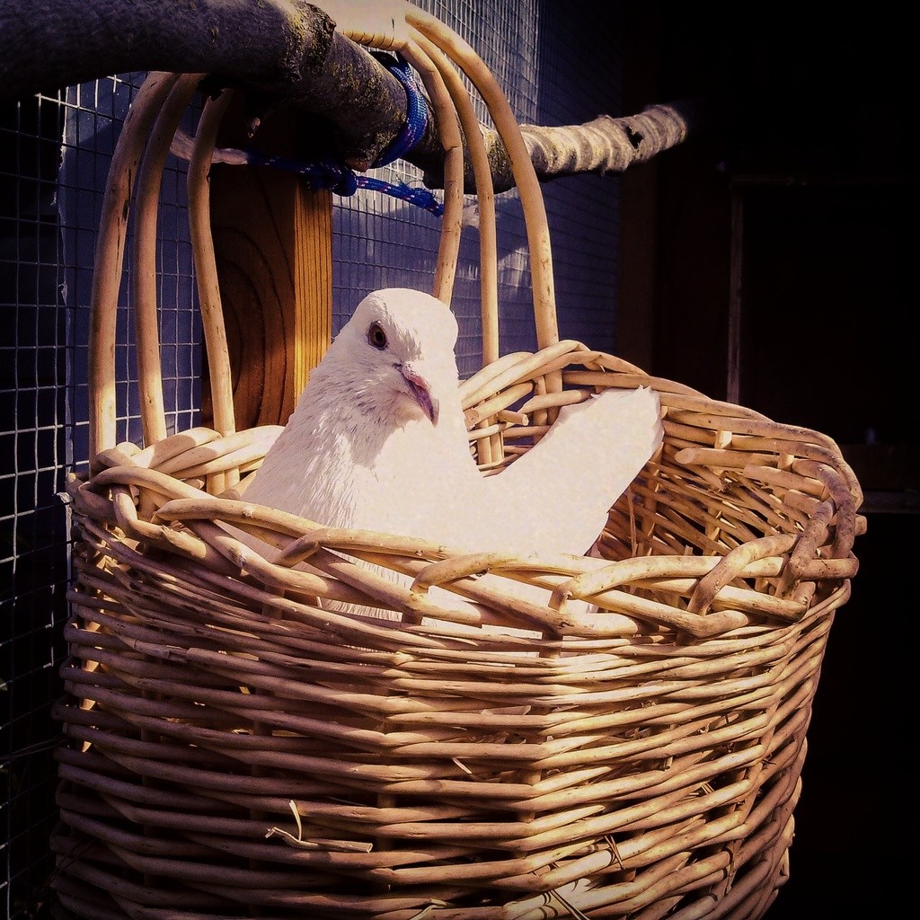 White homing pigeon in basket