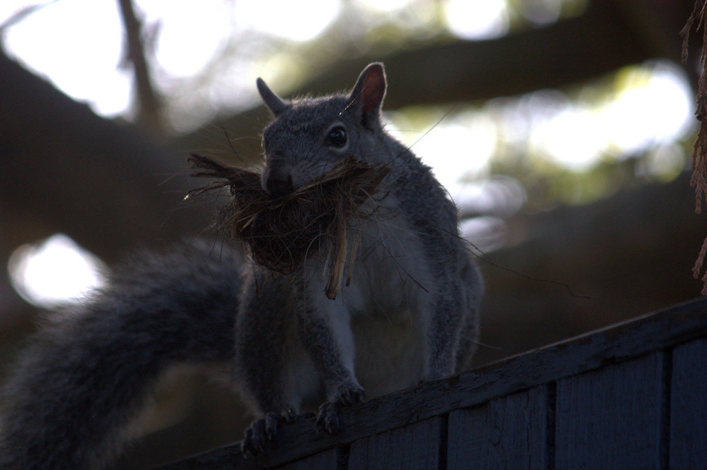 Gray squirrel collecting palm fiber for her nest