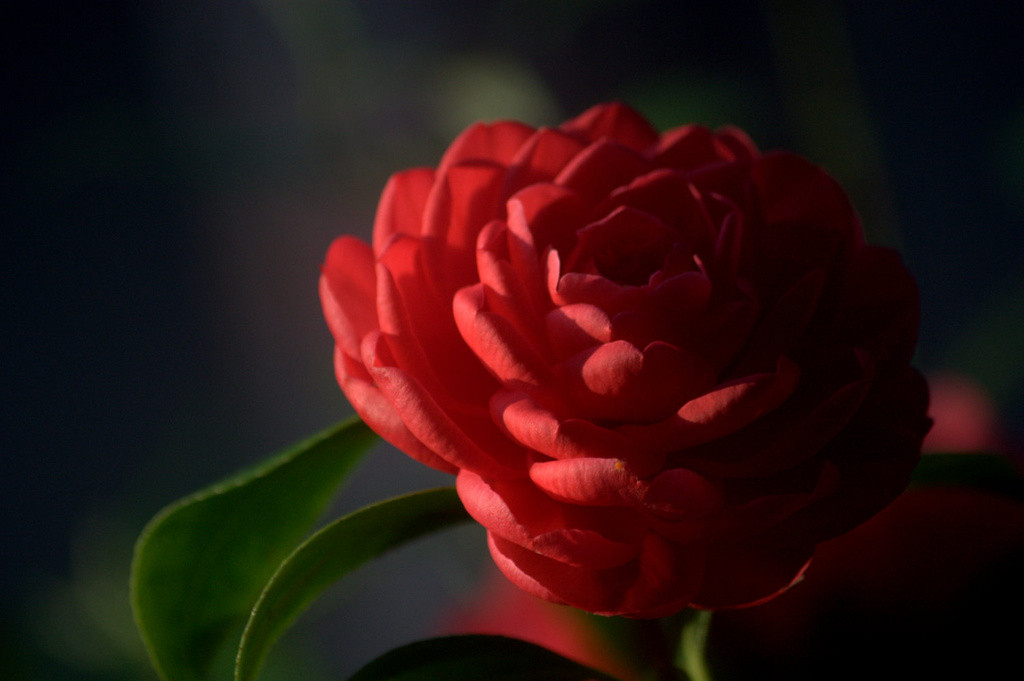 Red camellia bloom