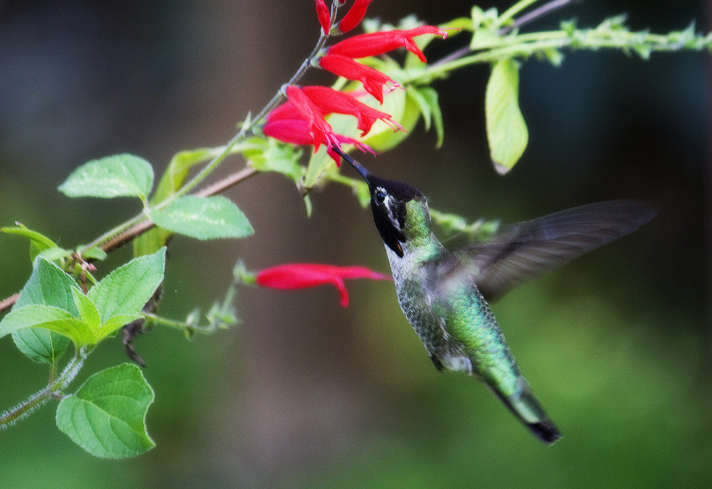 Anna's hummingbird collecting nectar from a pineapple sage blossom