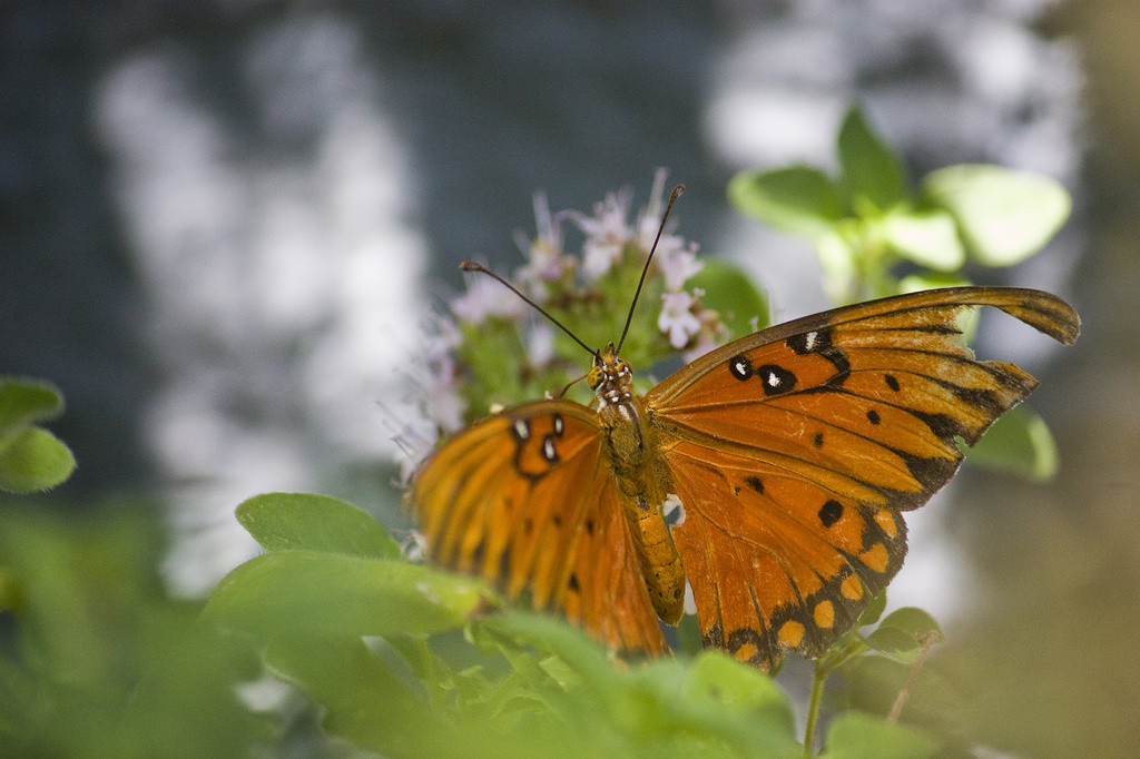 A tattered gulf fritillary butterfly feeding at the oregano