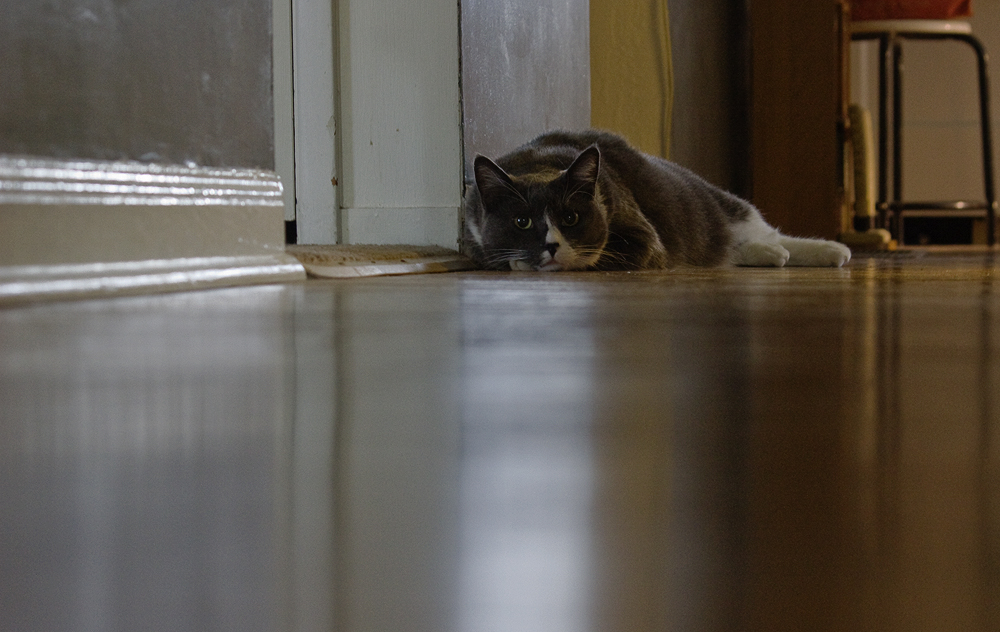 Bones the cat, relaxing in the hallway