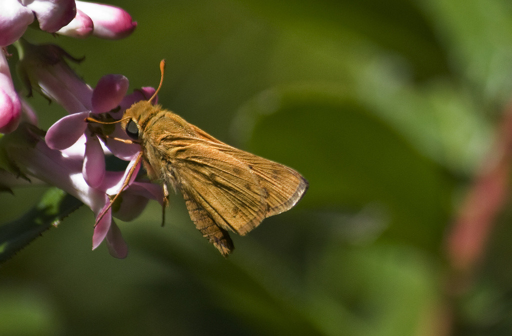 A skipper butterfly feeding from an escallonia blossom