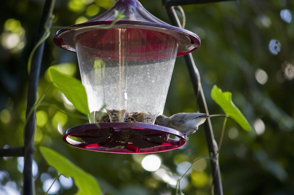 Titmouse digging into the feeder