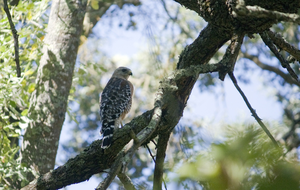 Red-shouldered hawk perched in a tree