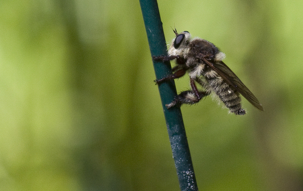 Fuzzy robber fly perched on a garden stake
