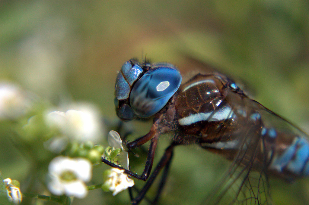 Closeup of blue dragonfly eye