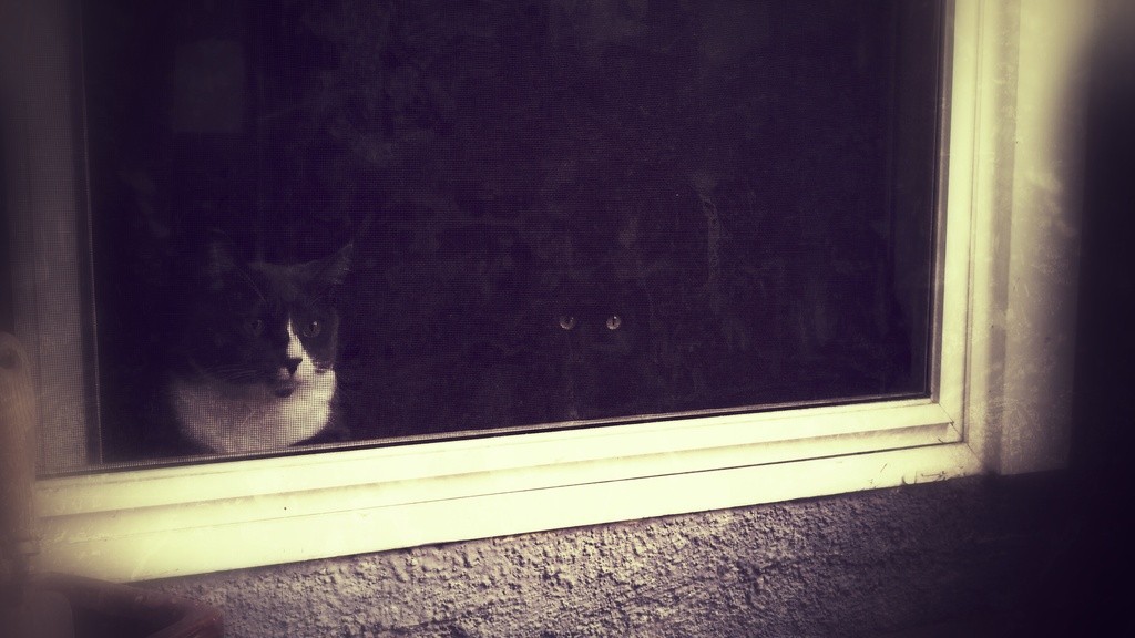 Bones & Taz watching through the screen door