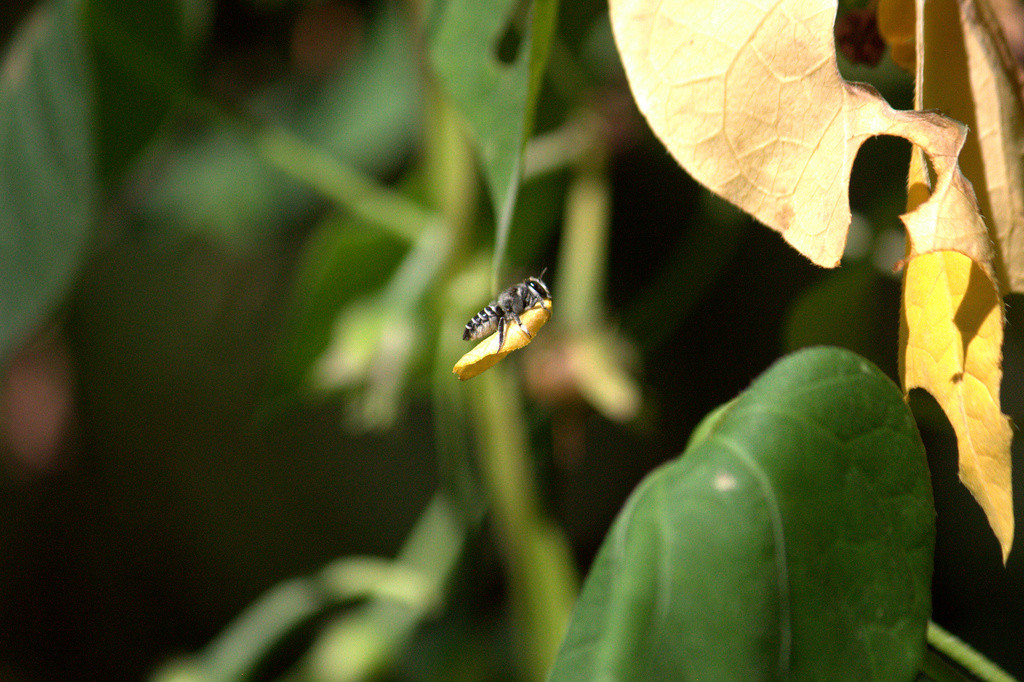 Leafcutter bee carrying off a piece of leaf