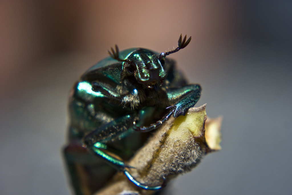 Metallic green june bug, or fig beetle