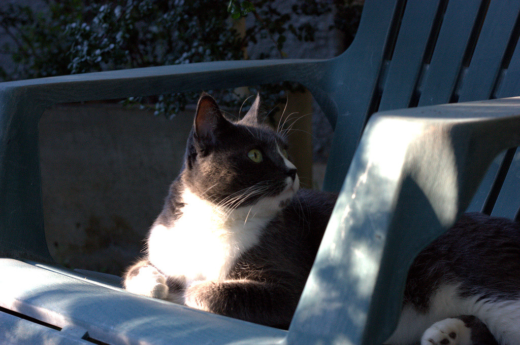 Bones the cat watching the squirrels