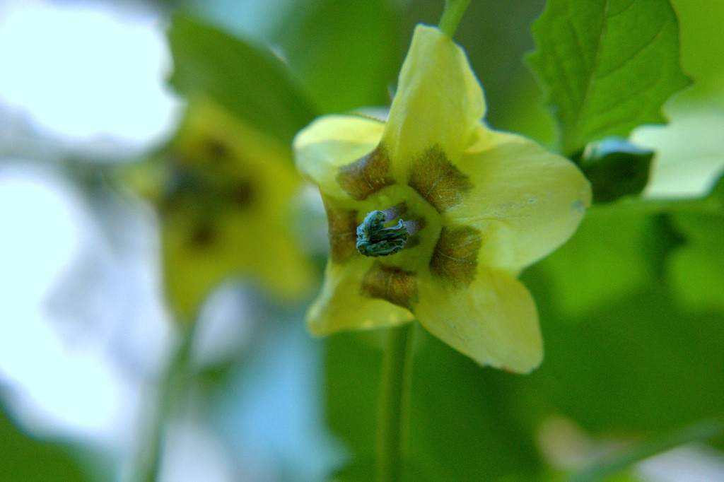 Yellow mystery flower