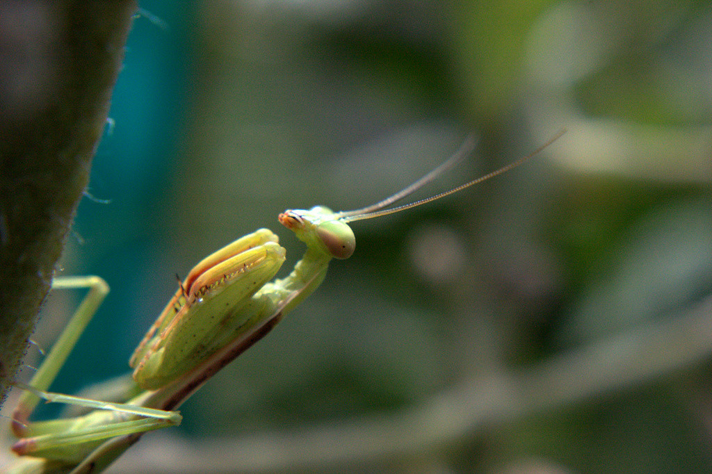 Praying mantis