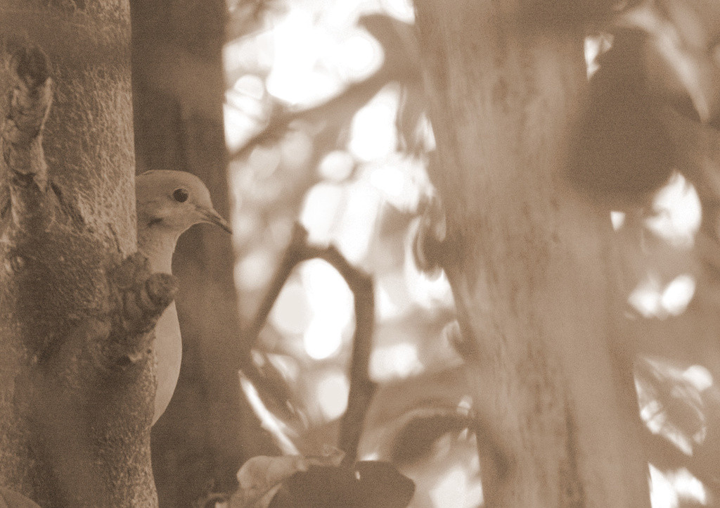 Mourning dove in profile