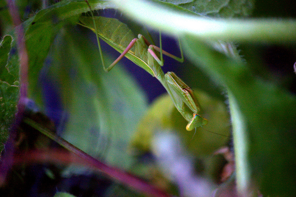 Pregnant female mantis