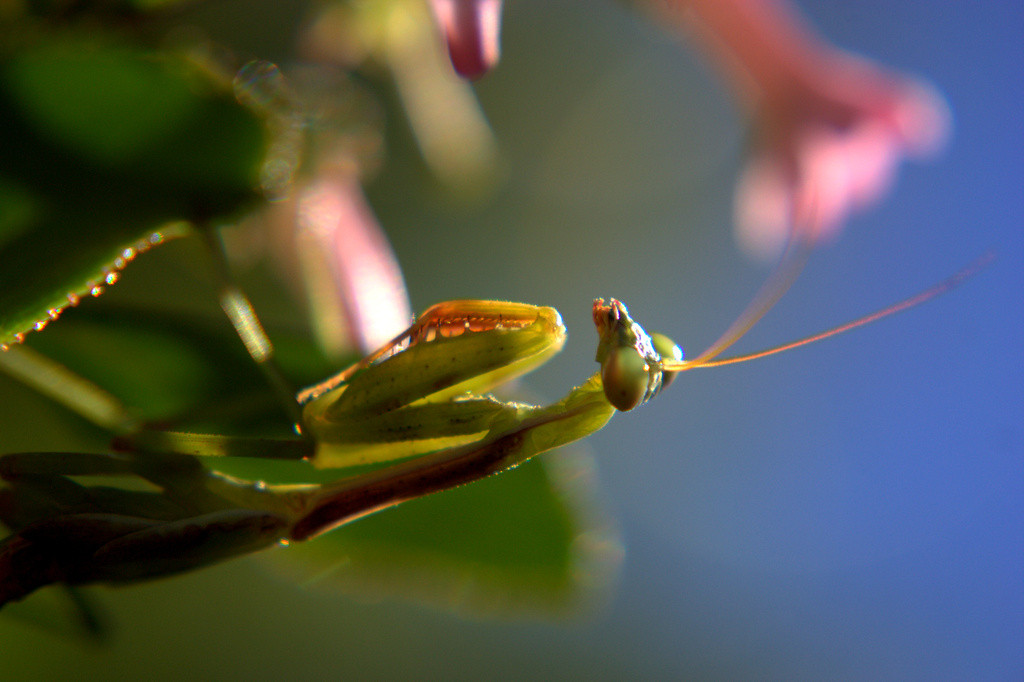 Praying mantis perched on escallonia bush