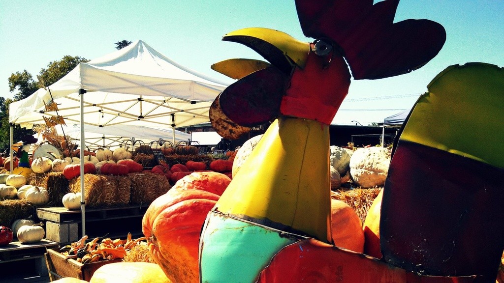 The pumpkin patch at Green Acres Nursery, Sacramento