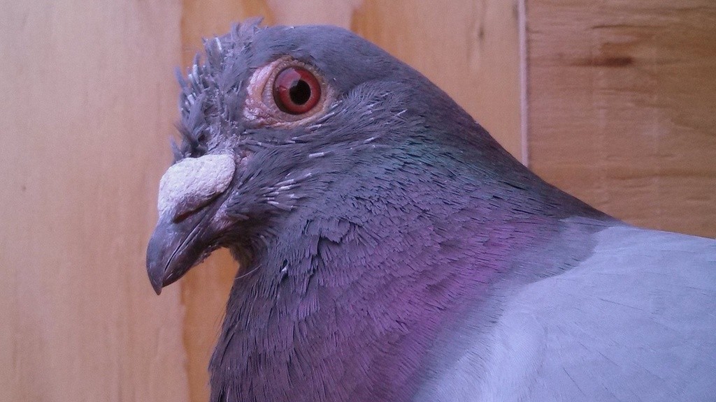 Randy the pigeon, molting