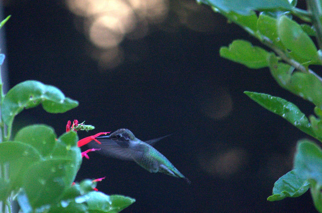 Anna's hummingbird feeding from sage blossoms