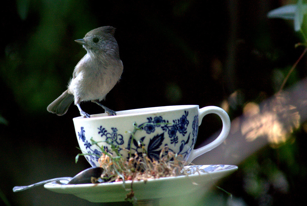 Titmouse perched on teacup feeder