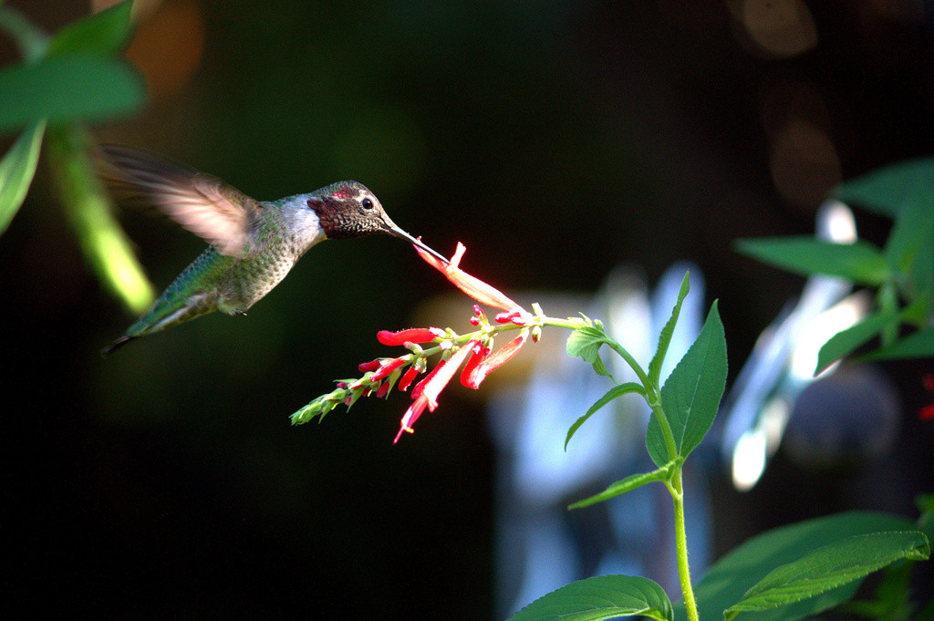 Hummingbird feeding from a sage blossom