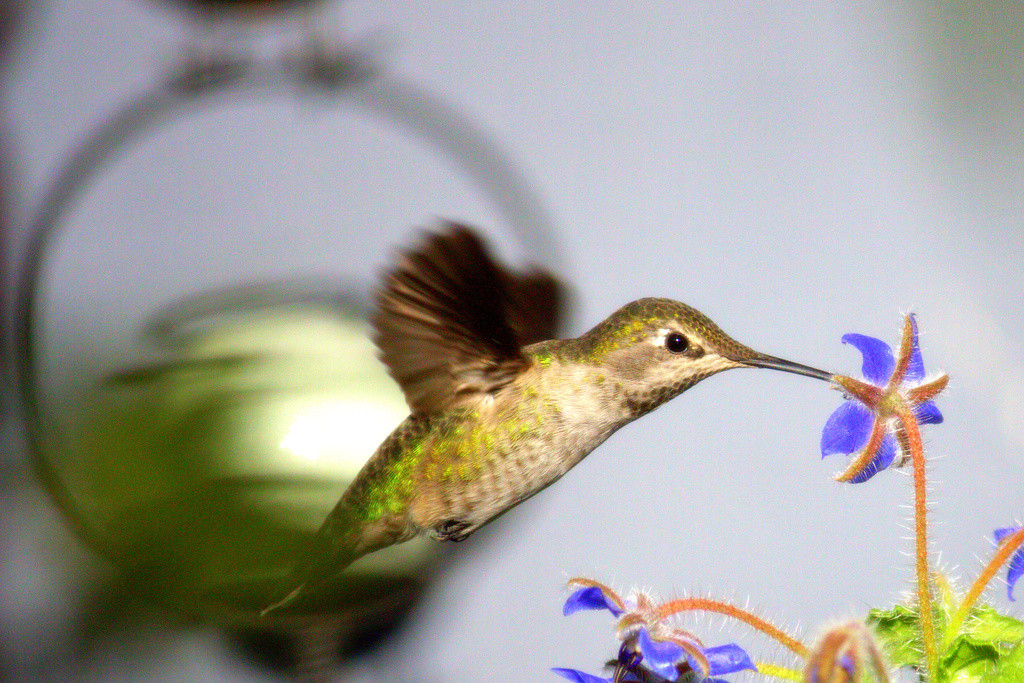 Female or juvenile male Anna's hummingbird feeding from a borage flower