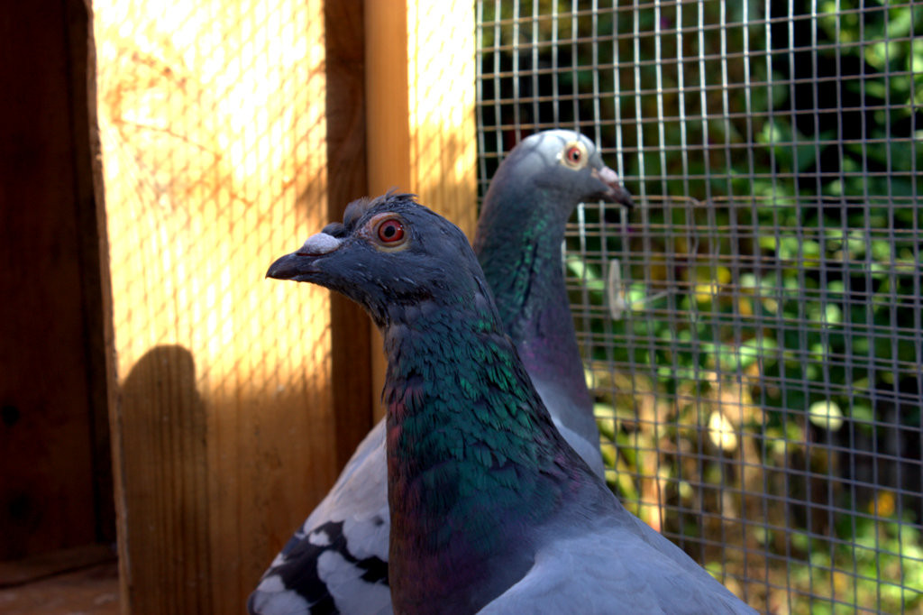 Randy & Earl, retired racing pigeons