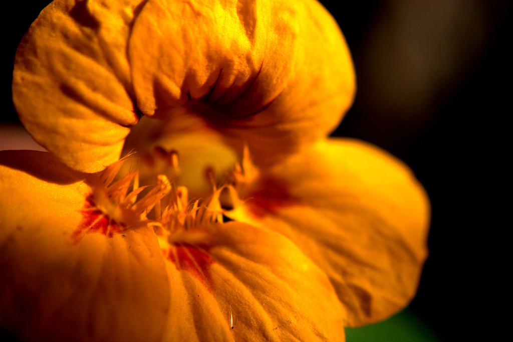 Yellow nasturtium flower