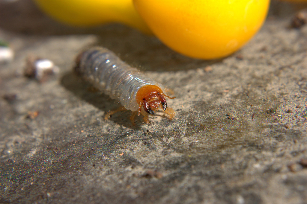 European Chafer beetle larvae