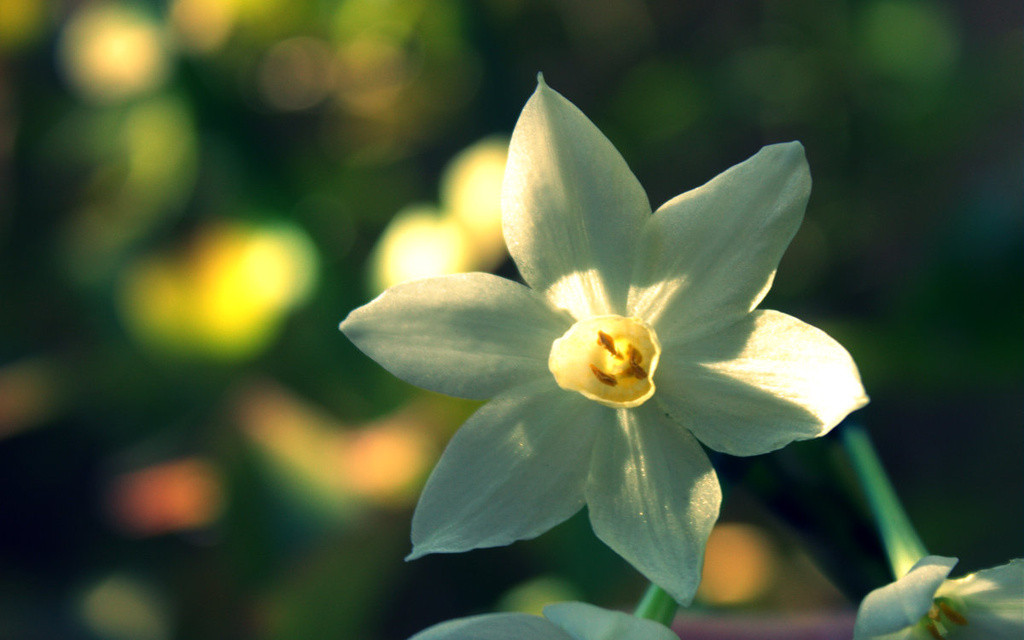 White narcissus flower