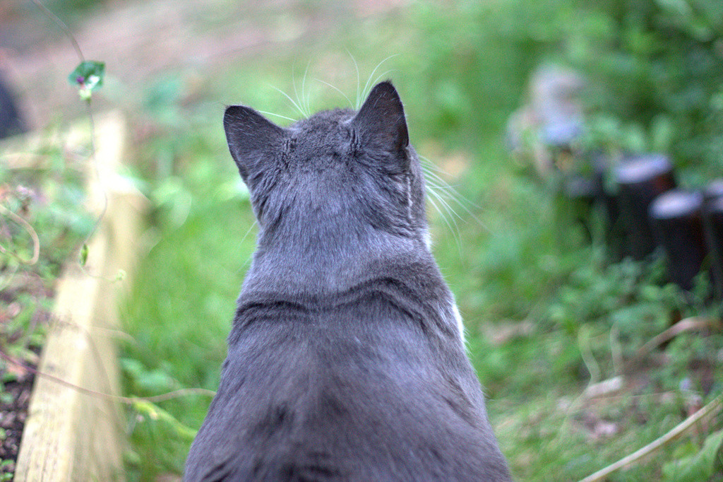Bones the cat, shot from behind while watching birds