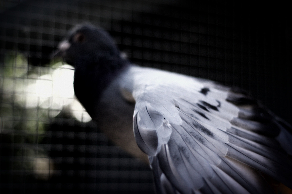 Randy the retired racing pigeon