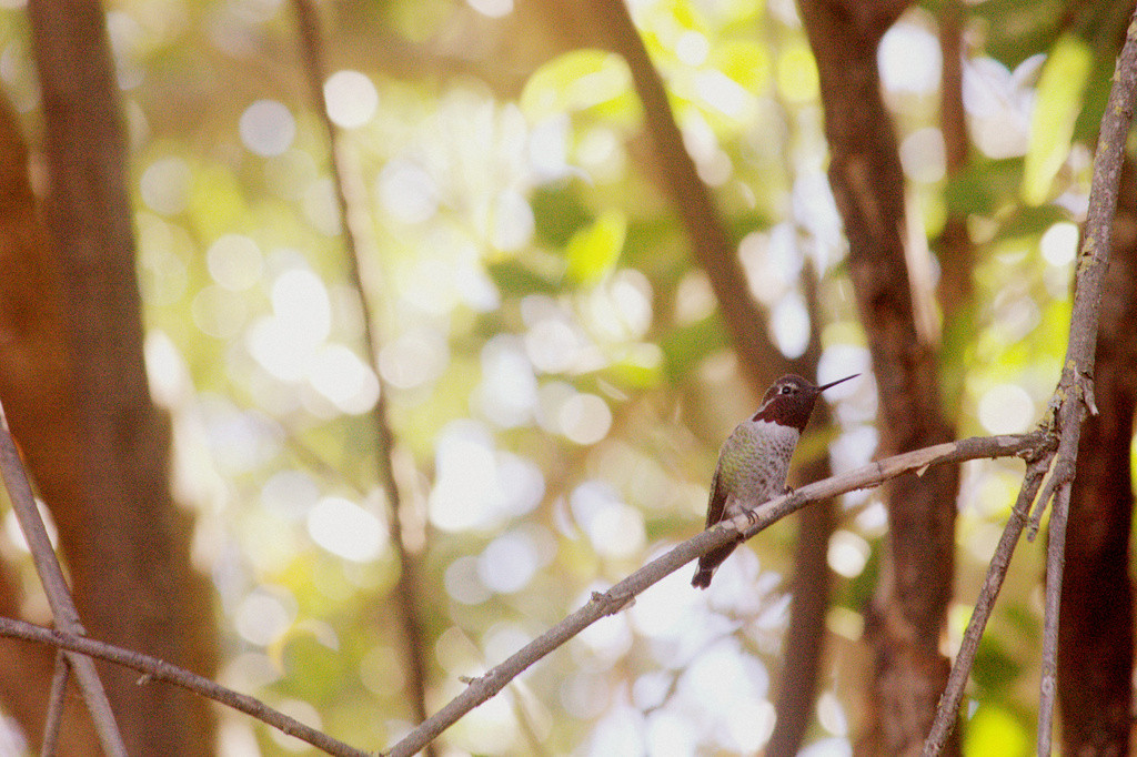 Anna's Hummingbird