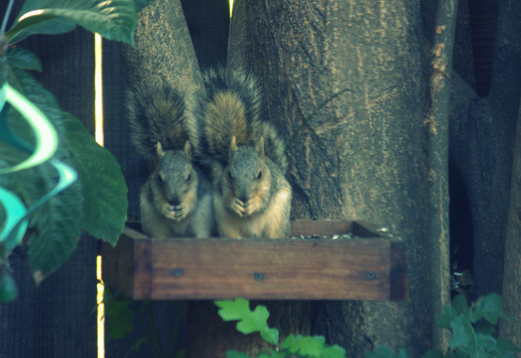 Baby squirrels side by side eating sunflower seeds
