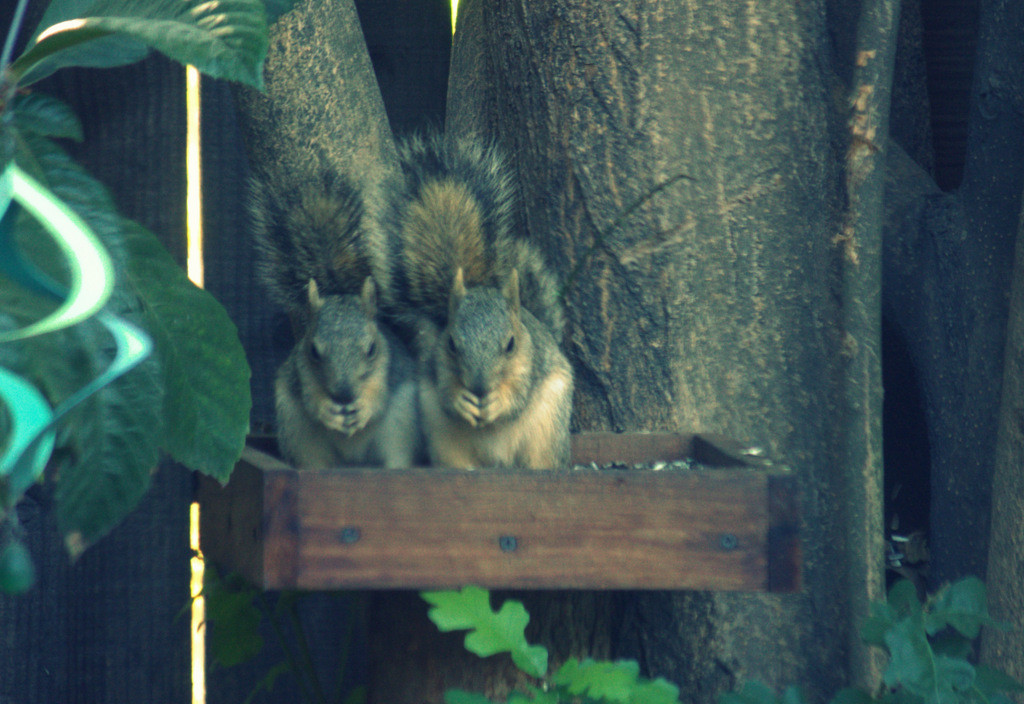 Baby squirrels side by side eating sunflower seeds