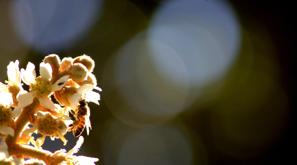 Honeybee collecting pollen from a loquat blossom
