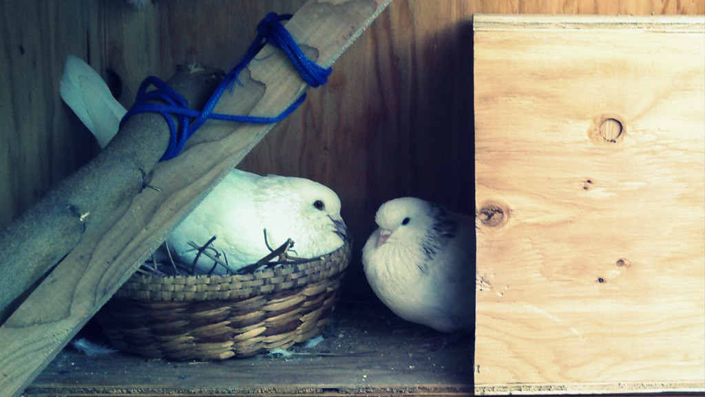 Ace & Raquel, foster pigeons from Palomacy Pigeon & Dove Adoptions