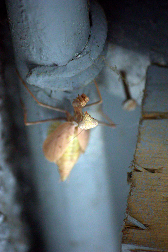 Light brown praying mantis upside down on a pipe
