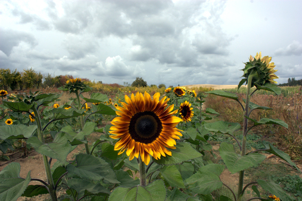 Sunflowers of Amador County